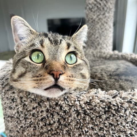 Maxy - Domestic Shorthair cat available for adoption at Vancouver Orphan Kitten Rescue Association in Vancouver