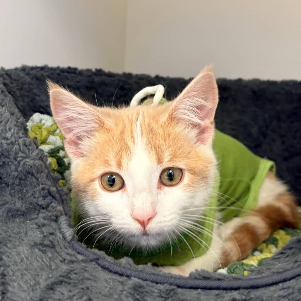 Crowley - Domestic Shorthair cat available for adoption in Saskatchewan
