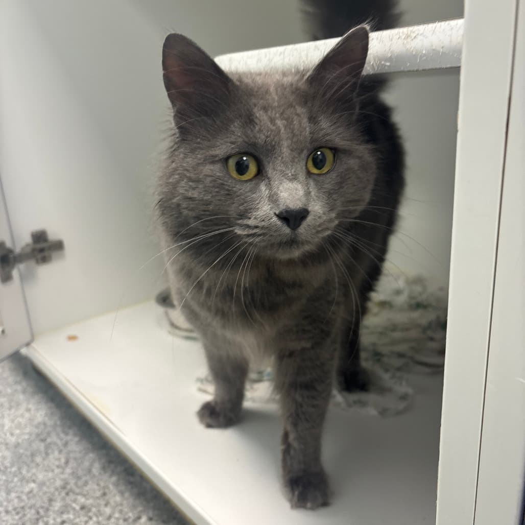 Pickles - Domestic Medium Hair cat available for adoption at Saskatoon SPCA in Saskatchewan