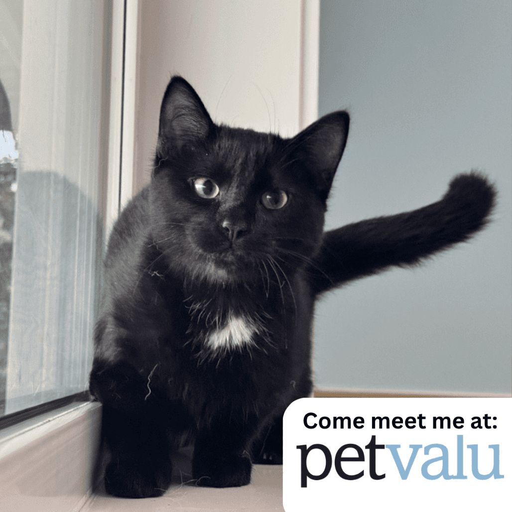 Crush - Domestic Shorthair cat available for adoption in Saskatchewan