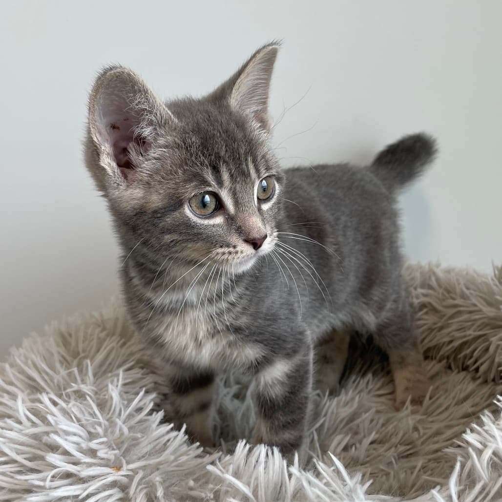 Dust Bunny - Domestic Shorthair cat available for adoption at Battlefords Humane Society in Saskatchewan