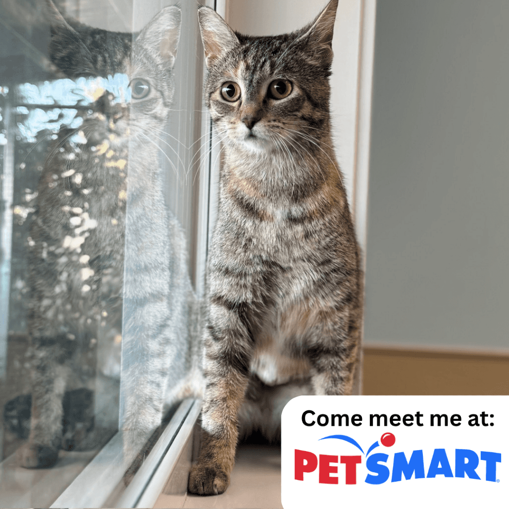 April - Domestic Shorthair cat available for adoption at Prince Albert SPCA in Prince Albert