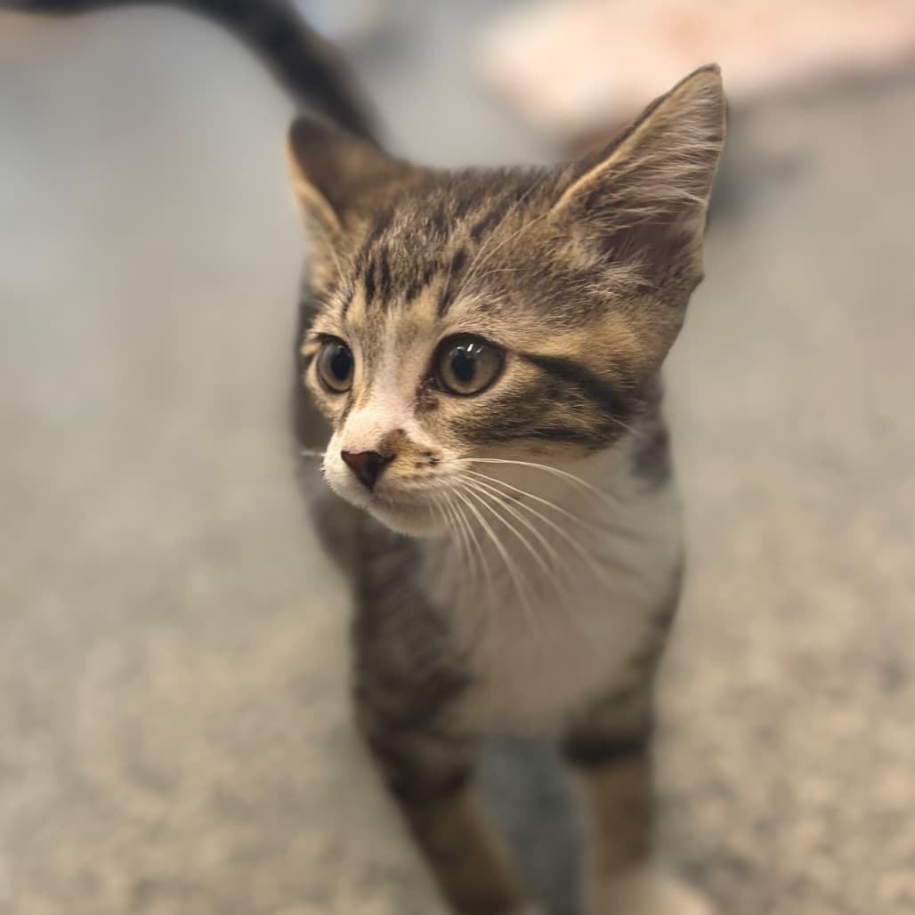 Rosemary - Domestic Shorthair available for adoption