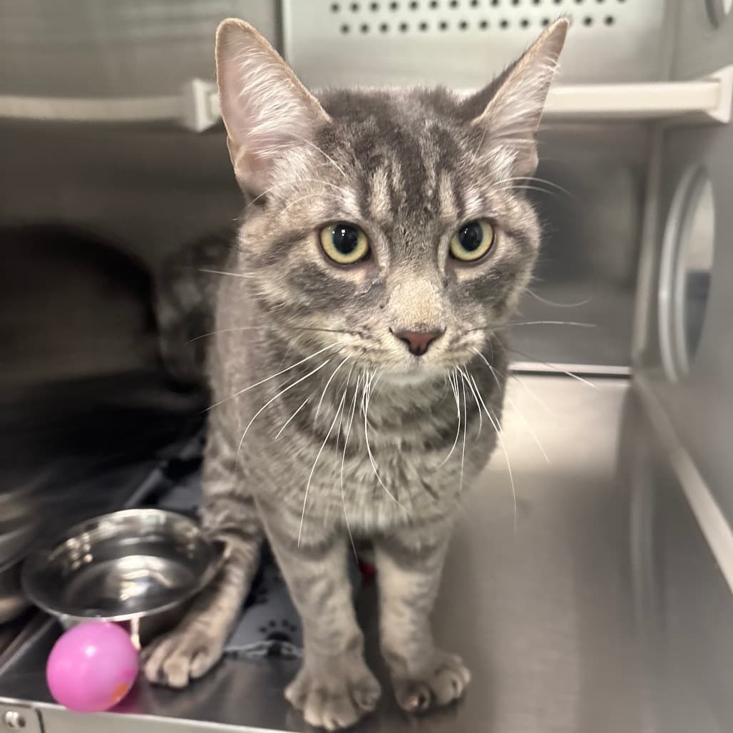 Slinky - Domestic Shorthair cat available for adoption at Saskatoon SPCA in Saskatchewan
