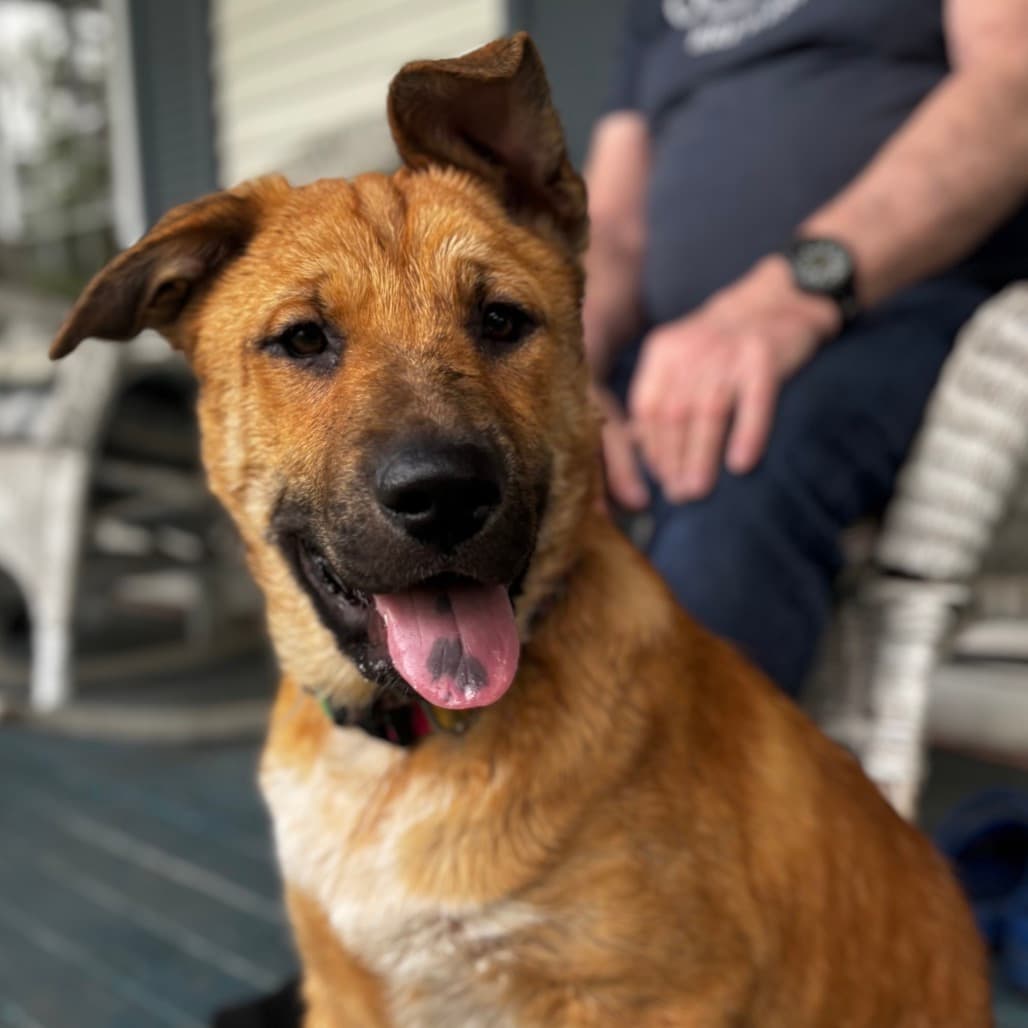 Sasha - SHEPHERD/MIX available for adoption