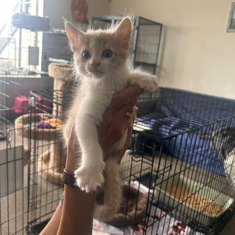 Raz - Domestic Shorthair cat available for adoption at SCARS in Edmonton