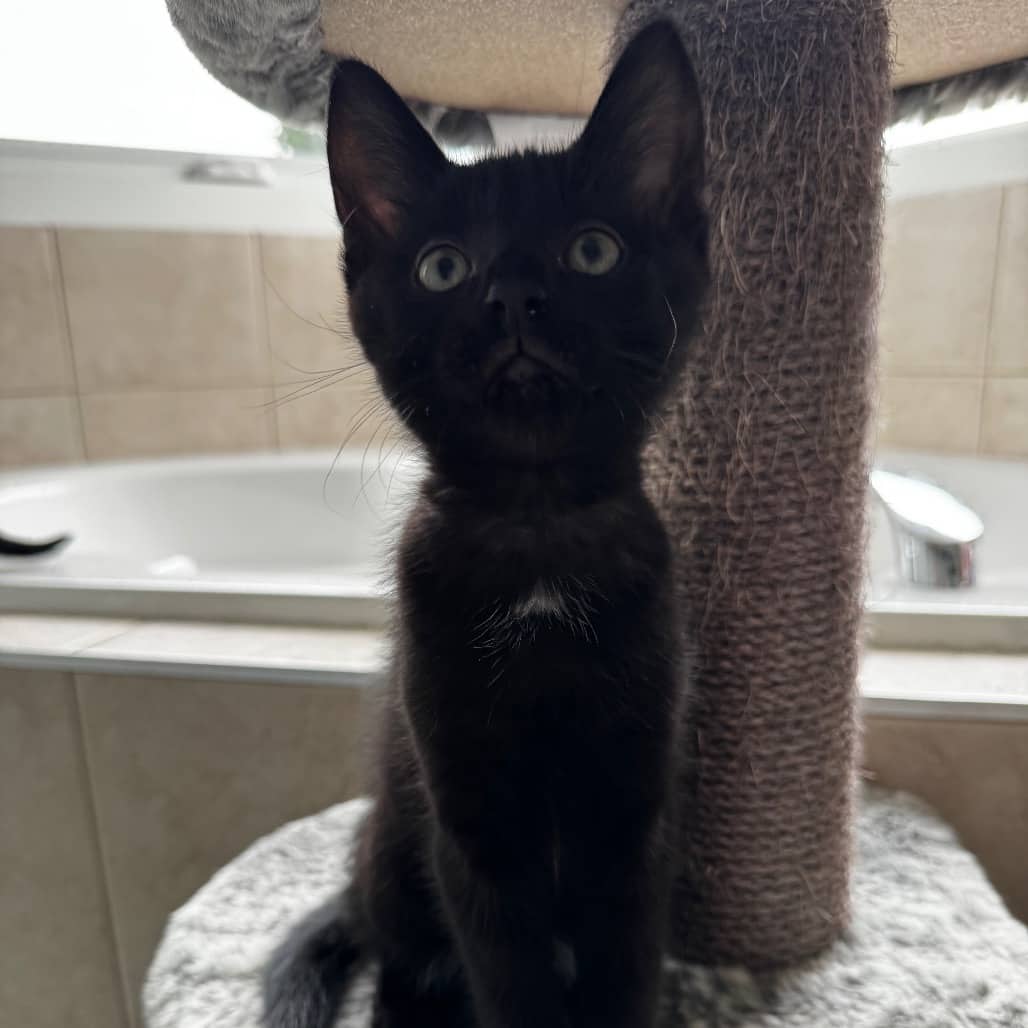 Merlin - Domestic Shorthair cat available for adoption at SCARS in Edmonton (1 of 6)
