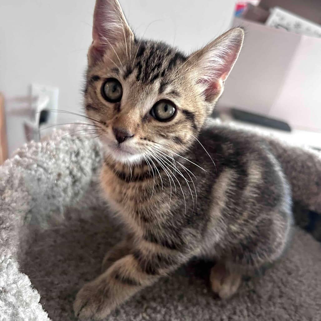 Pickle - Domestic Shorthair cat available for adoption at Vancouver Orphan Kitten Rescue Association in Vancouver