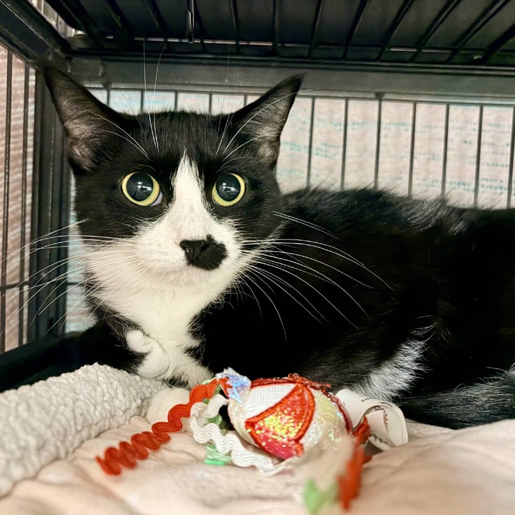 Estelle - Domestic Shorthair cat available for adoption at Moose Jaw Humane Society in Moose Jaw