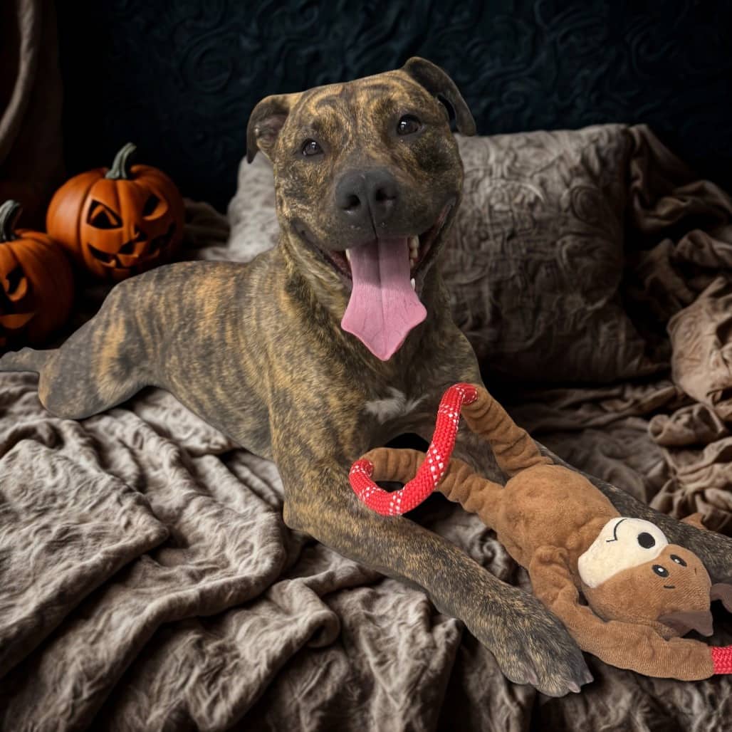 Maude - Terrier, American Staffordshire / Terrier, American Pit Bull available for adoption in Calgary