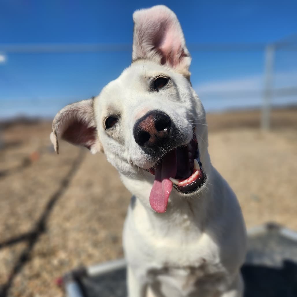 Tilly - Collie, Smooth / Mixed Breed (Medium) available for adoption in Saskatchewan