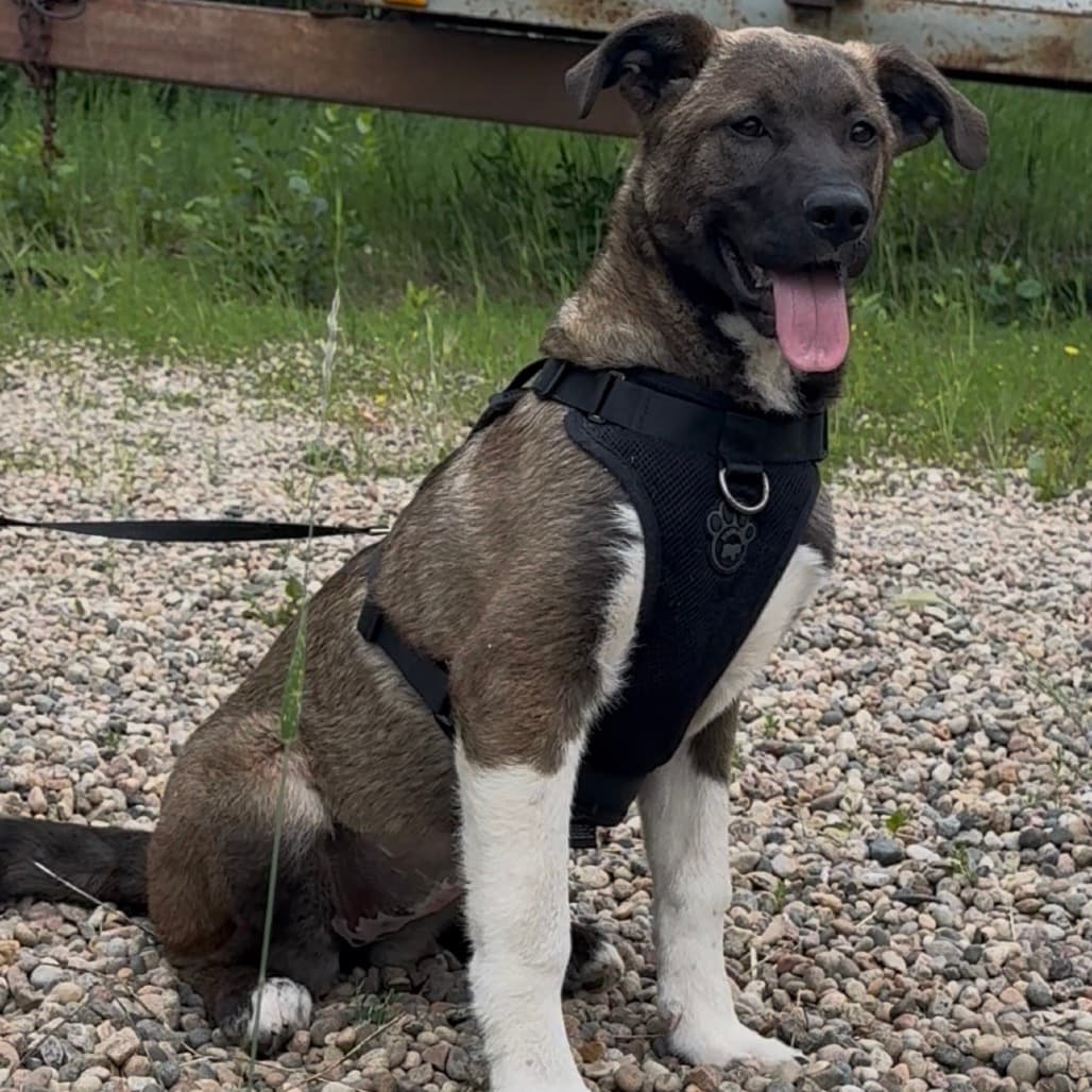 Onyx - Mixed Breed (Large) available for adoption