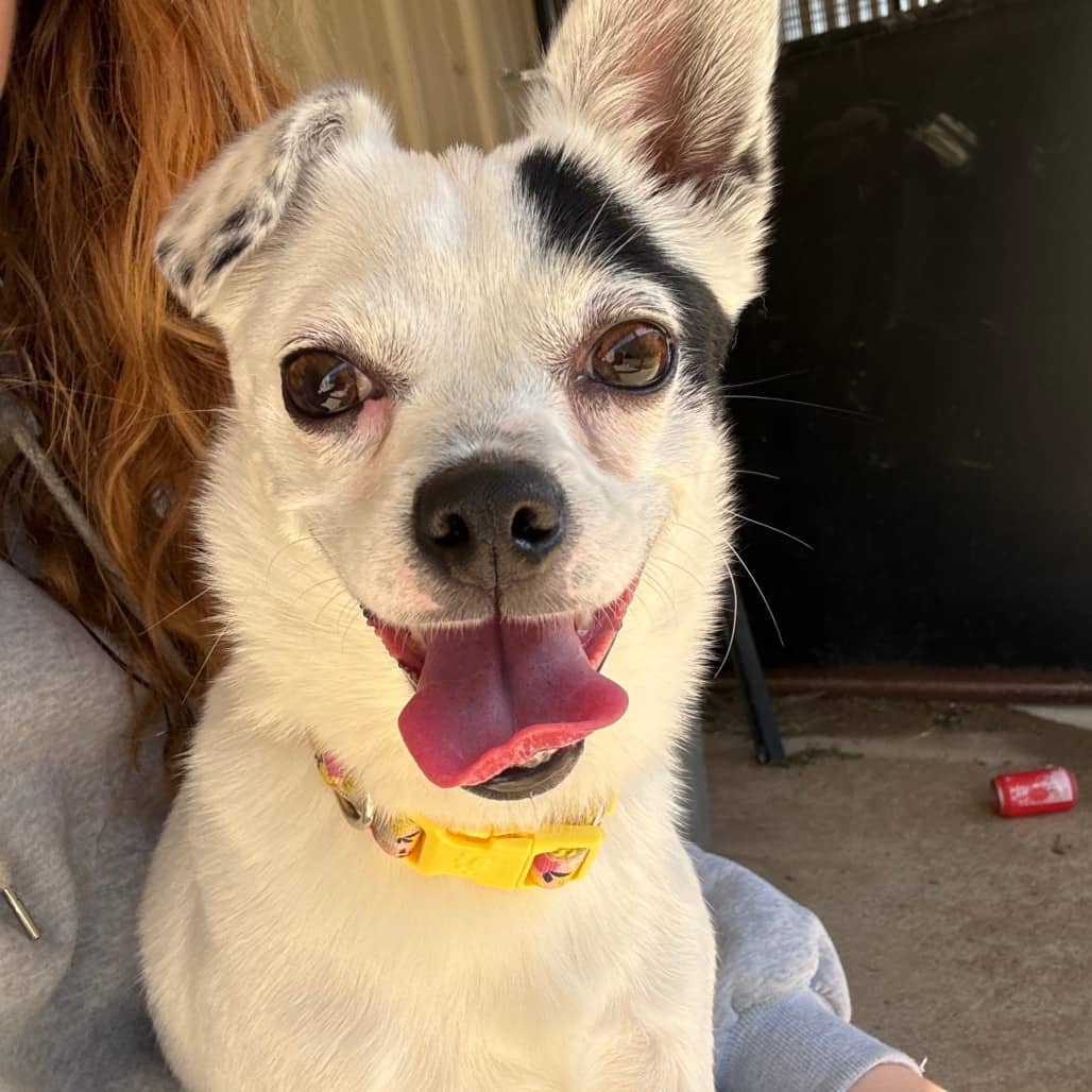 Paulie - Chihuahua / Mix available for adoption in Calgary