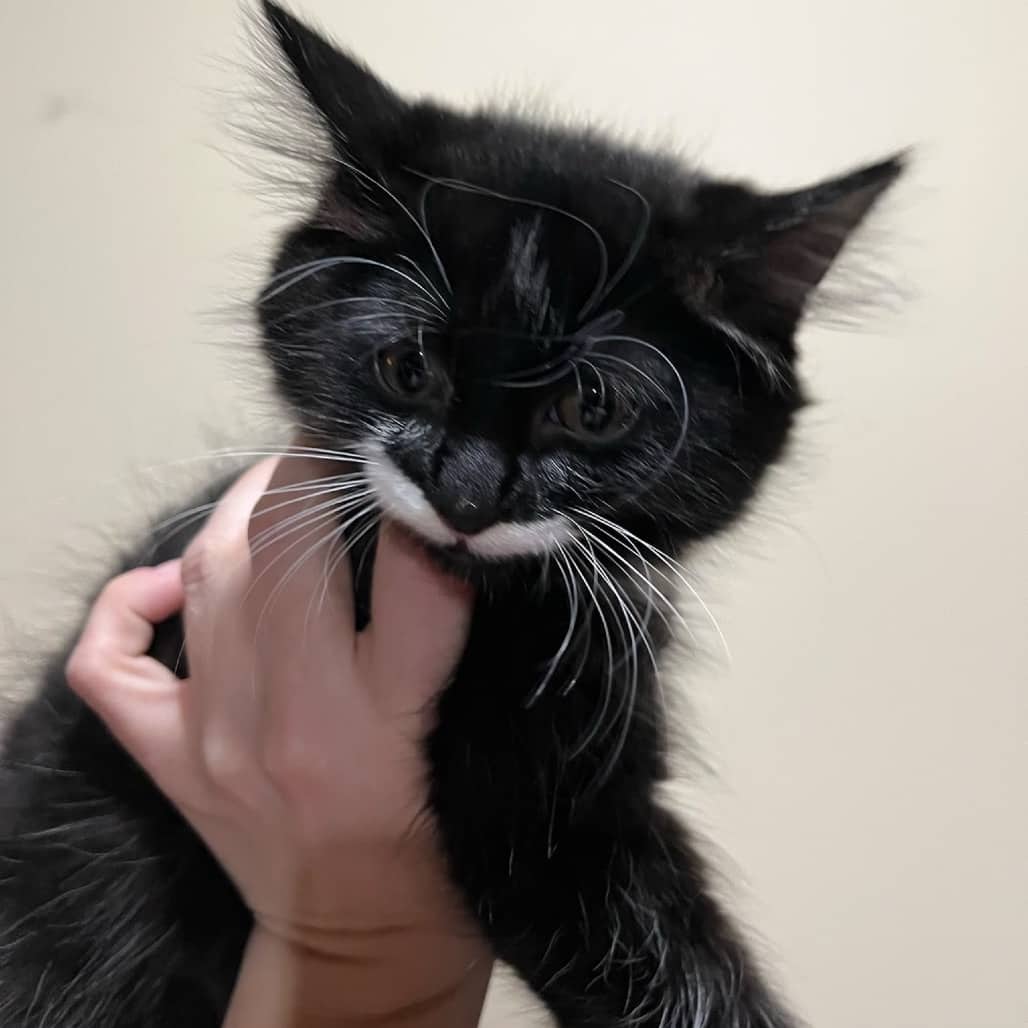 Bowser - Domestic Medium Hair cat available for adoption at SCARS in Edmonton