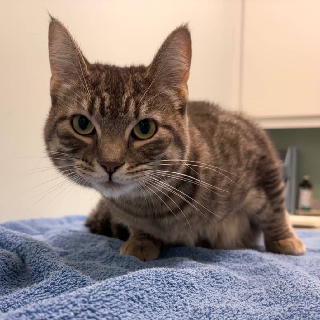Arya - Domestic Shorthair cat available for adoption at Saskatoon SPCA in Saskatoon