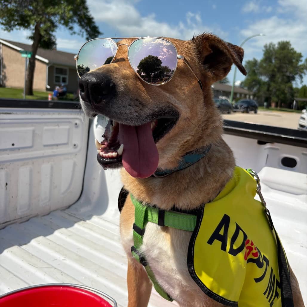 Gigi - Terrier, Pit Bull / Retriever, Labrador available for adoption