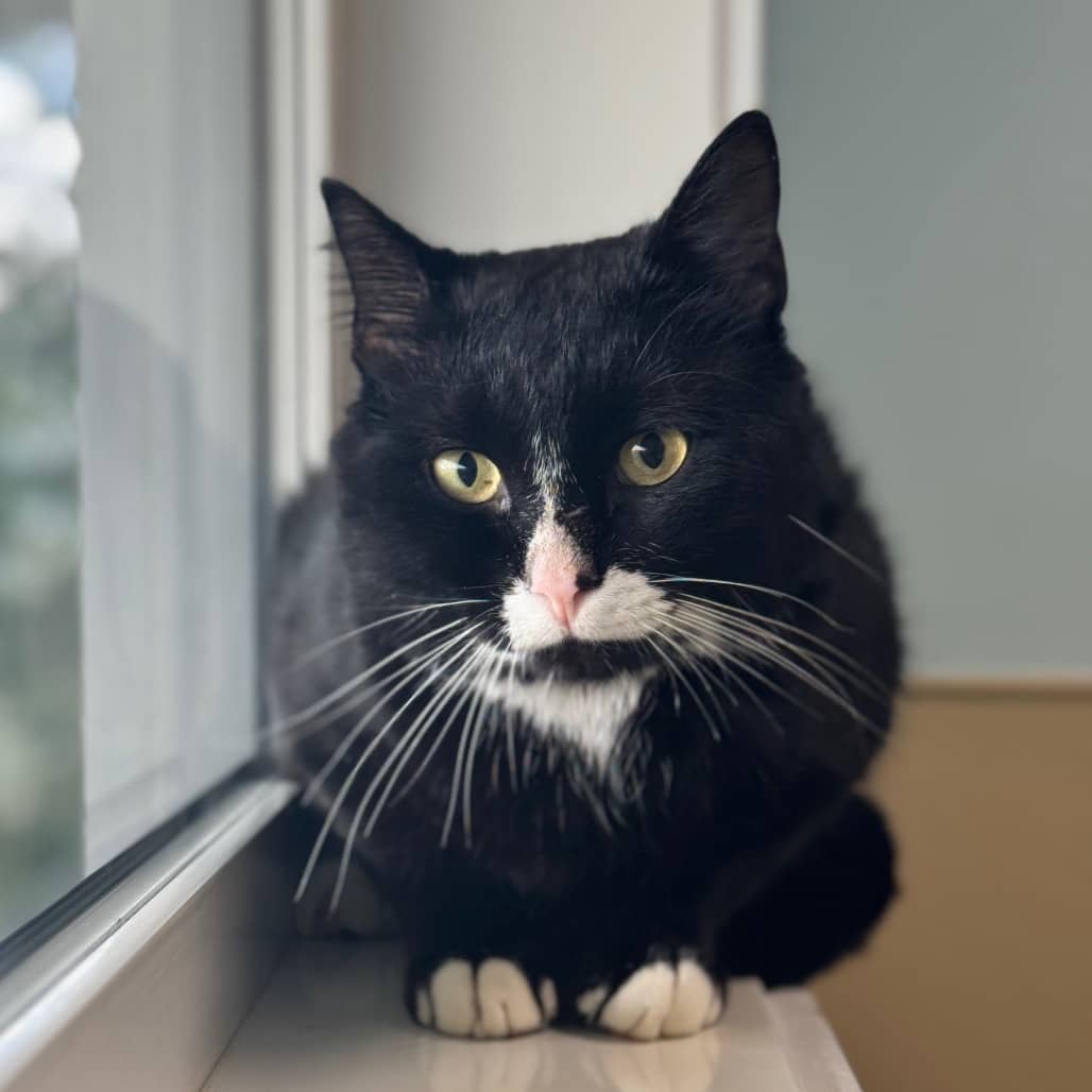 Bond - Domestic Shorthair available for adoption