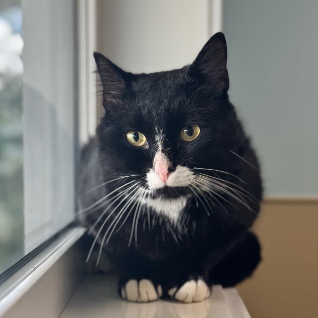 Bond - Domestic Shorthair cat available for adoption at Prince Albert SPCA in Prince Albert