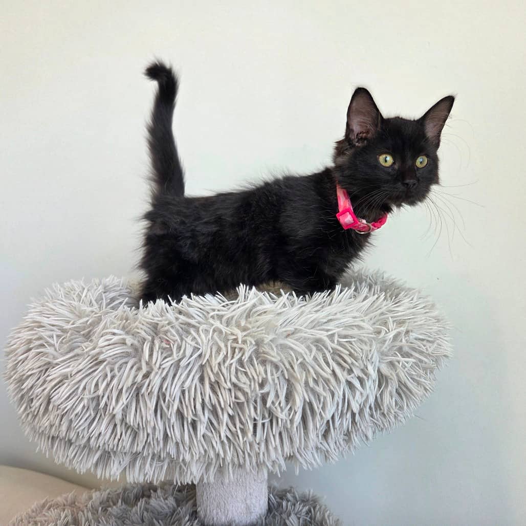 Astrid - Domestic Medium Hair cat available for adoption in Saskatchewan