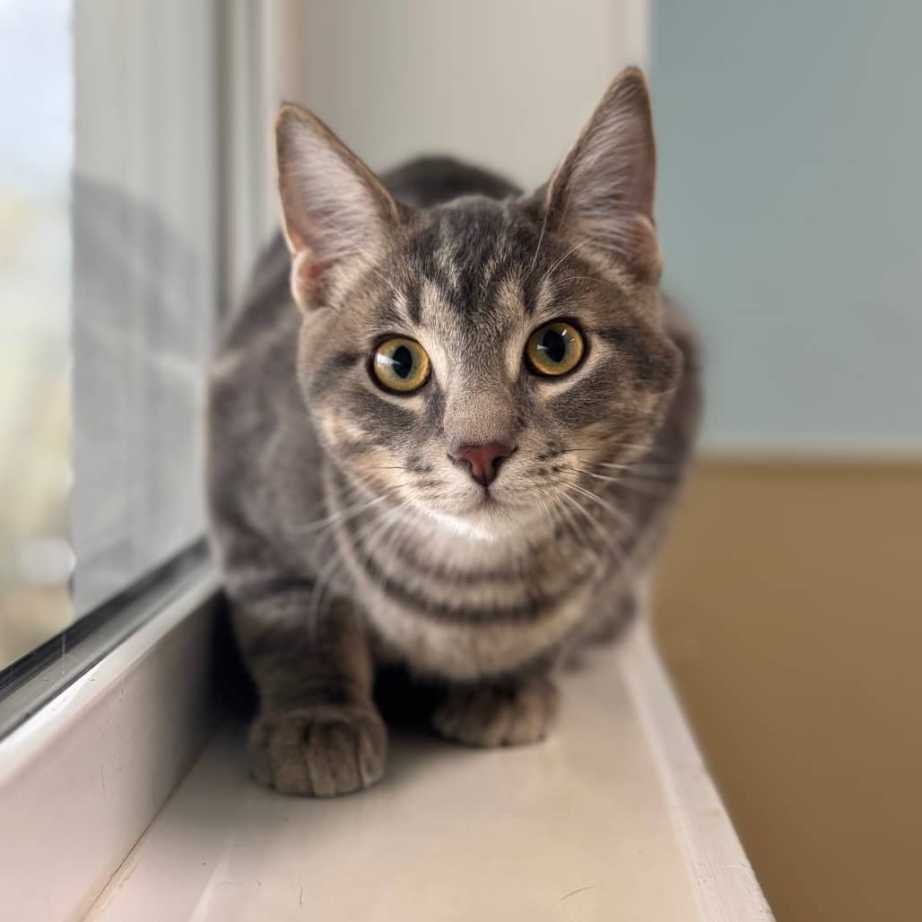 Prince Florian - Domestic Shorthair cat available for adoption at Prince Albert SPCA in Prince Albert
