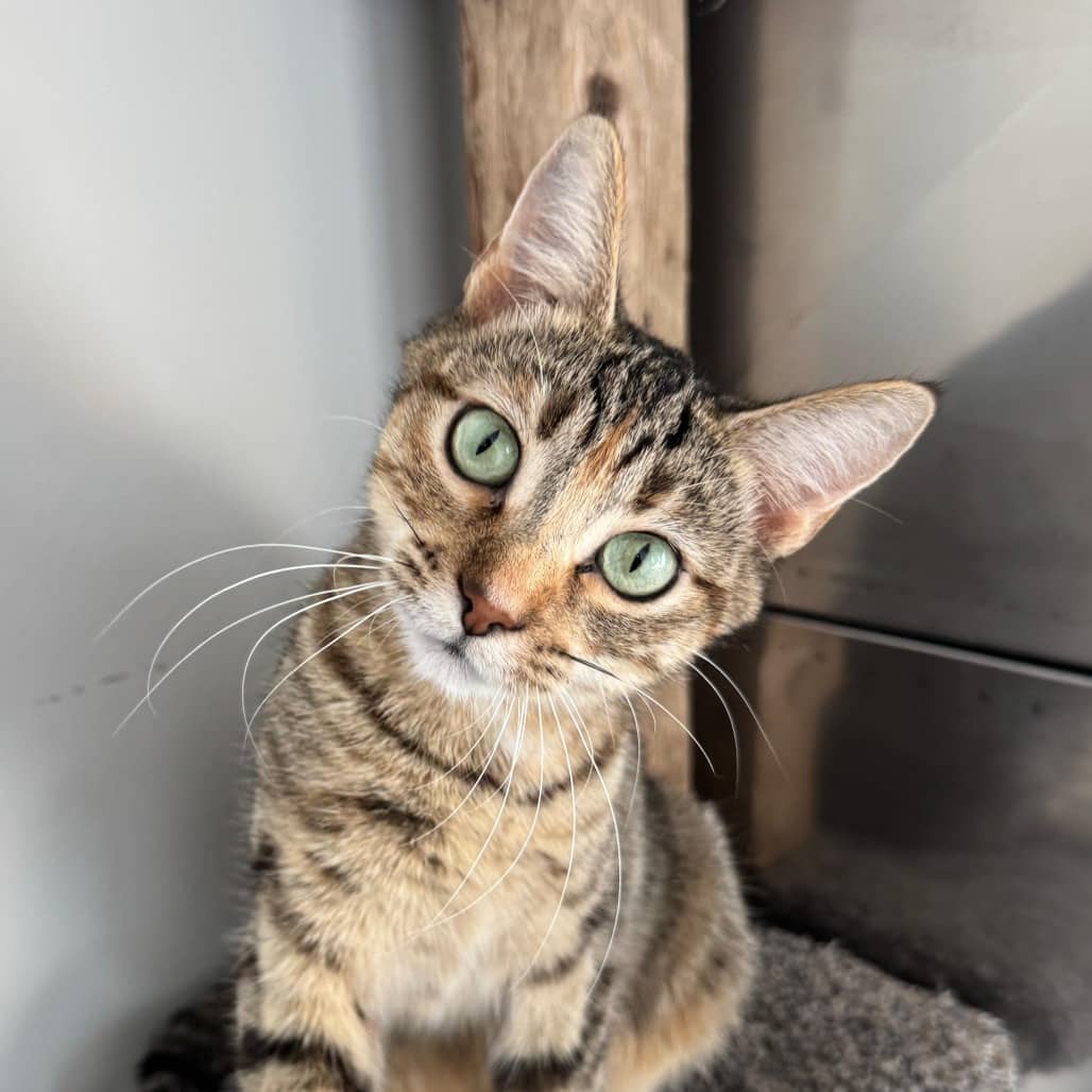 Cashew - Domestic Shorthair available for adoption