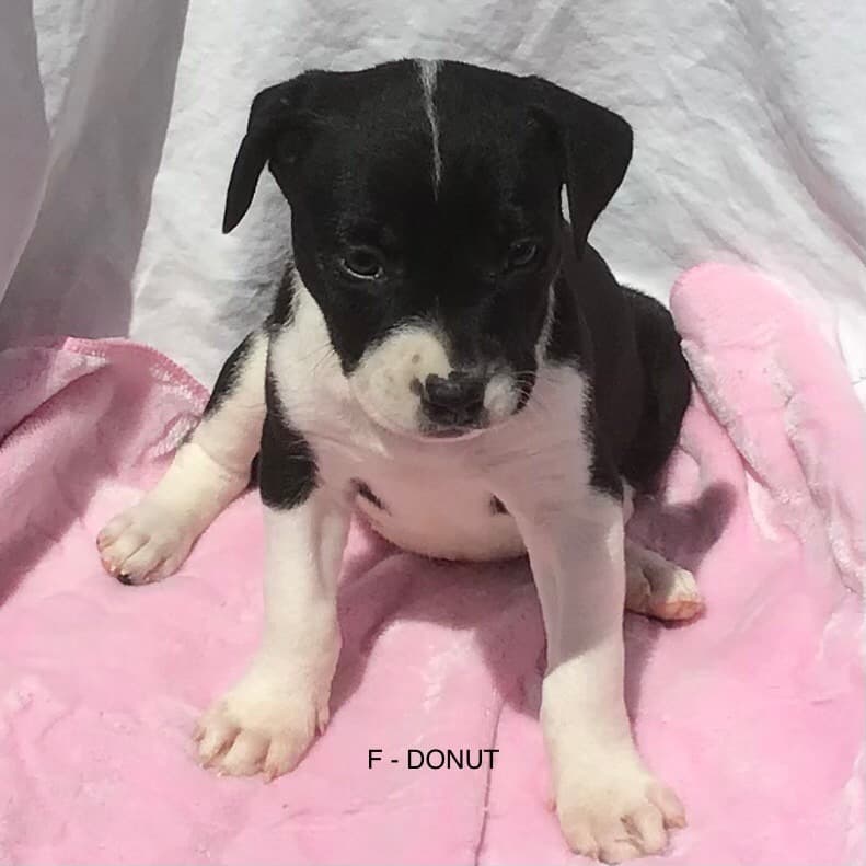 Donut - Mixed Breed available for adoption