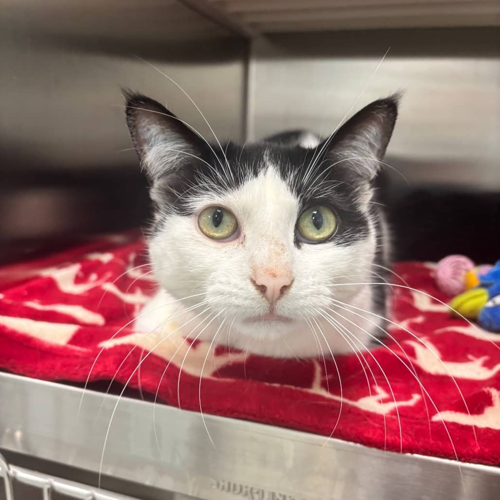 Honey Bun - Domestic Shorthair available for adoption