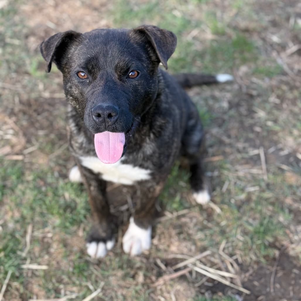 Dale - MIXED BREED available for adoption at SCARS in Calgary
