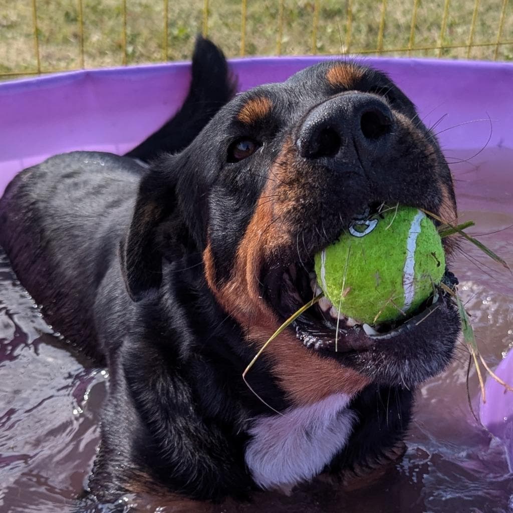 Finley - MIXED BREED available for adoption at SCARS in Calgary