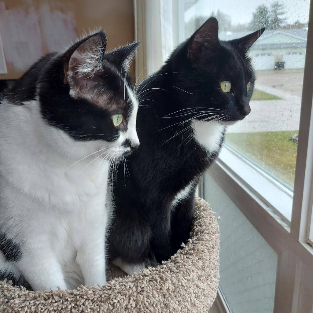 Crown (&Royal) - Domestic Shorthair cat available for adoption at SCARS in Edmonton (1 of 6)