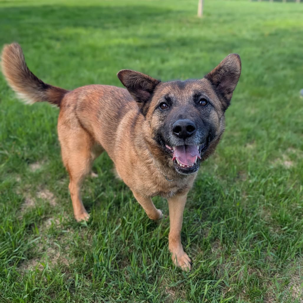 Edie (Eden) - SHEPHERD/MIX available for adoption