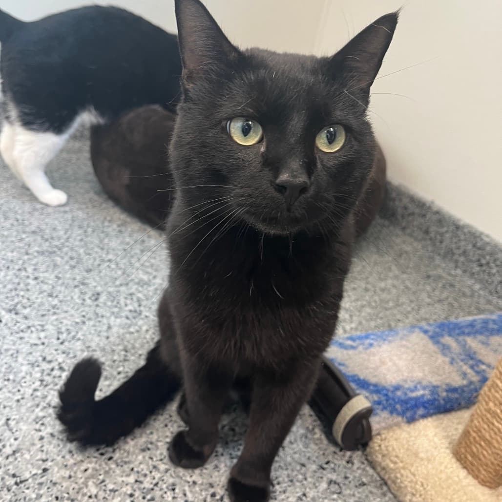 Vesuvius - Domestic Shorthair available for adoption