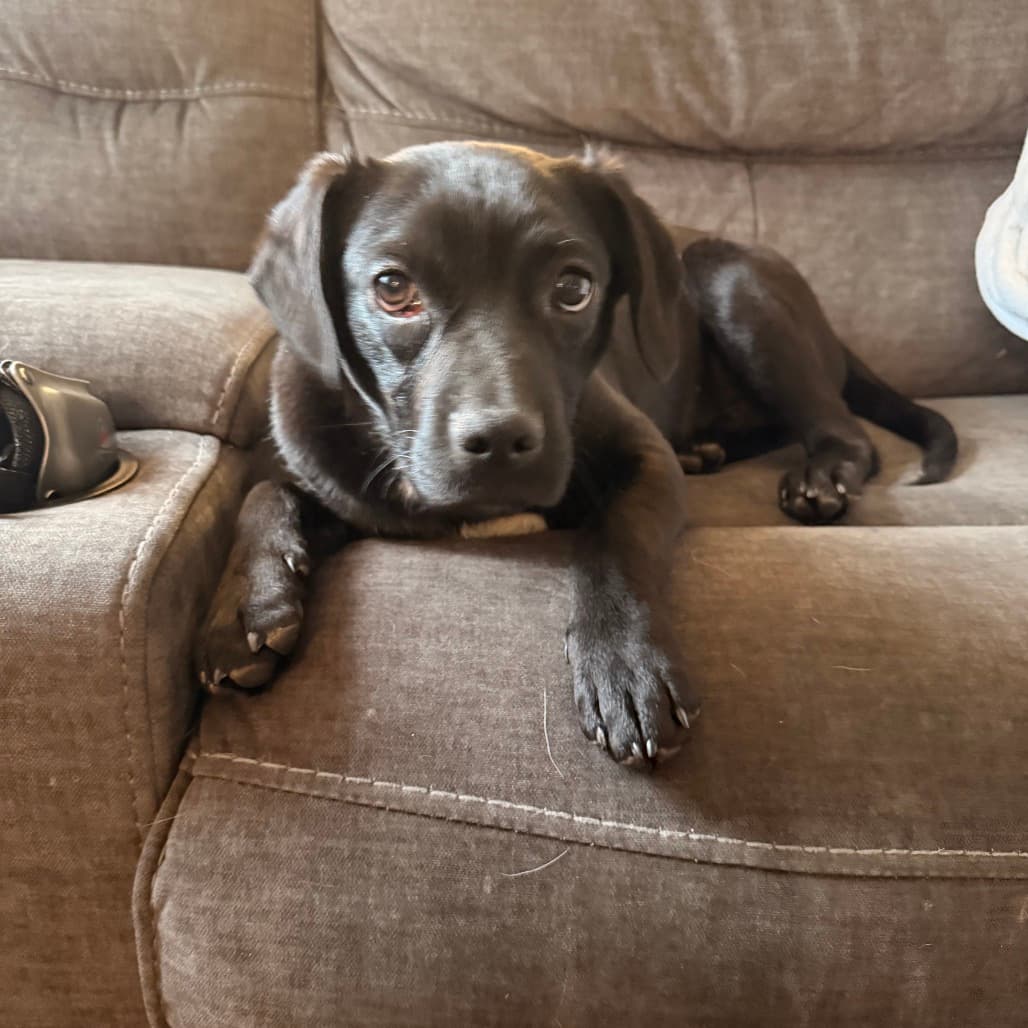 Deebo - RETRIEVER, LABRADOR/MIX available for adoption in Alberta
