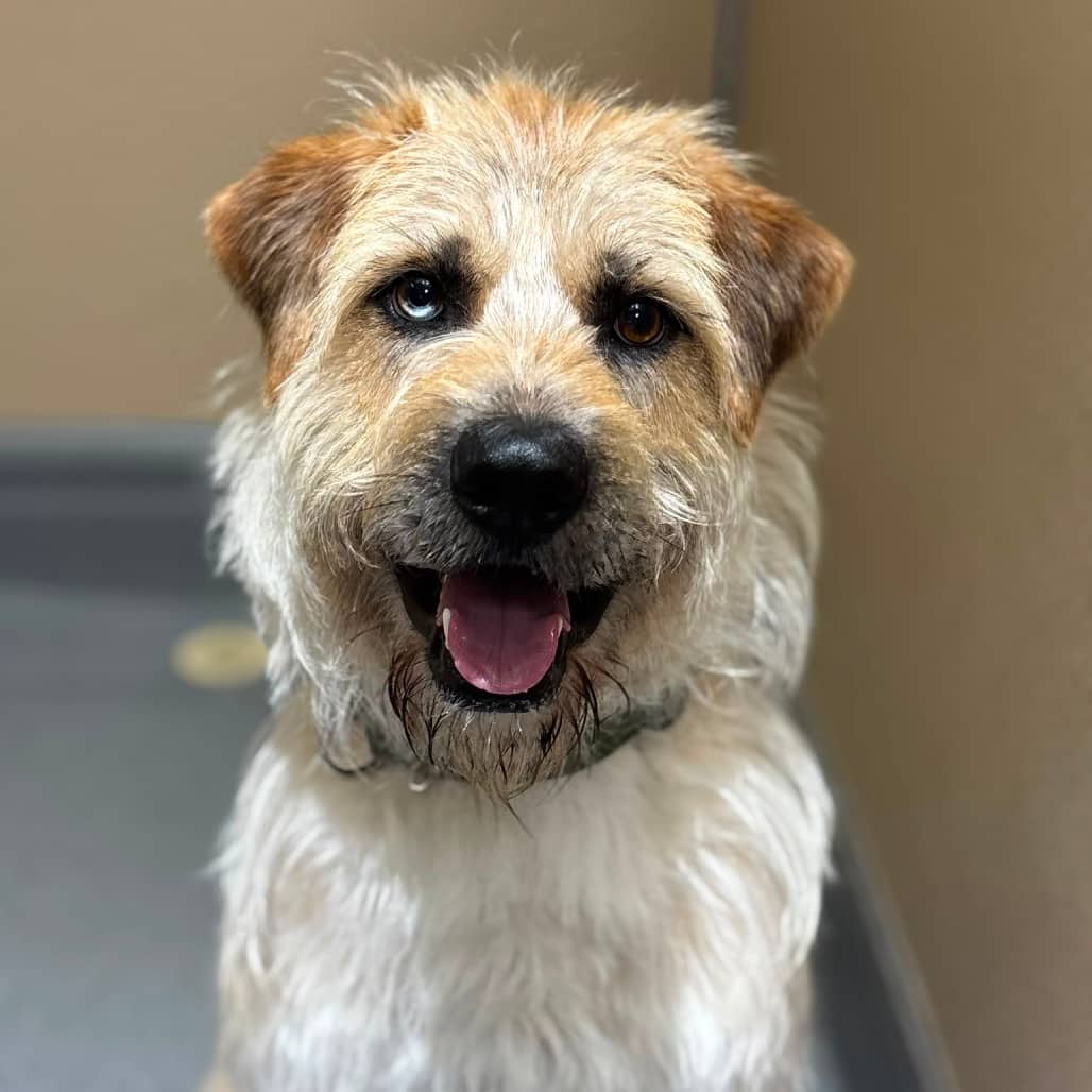 Harry - TERRIER/MIX available for adoption
