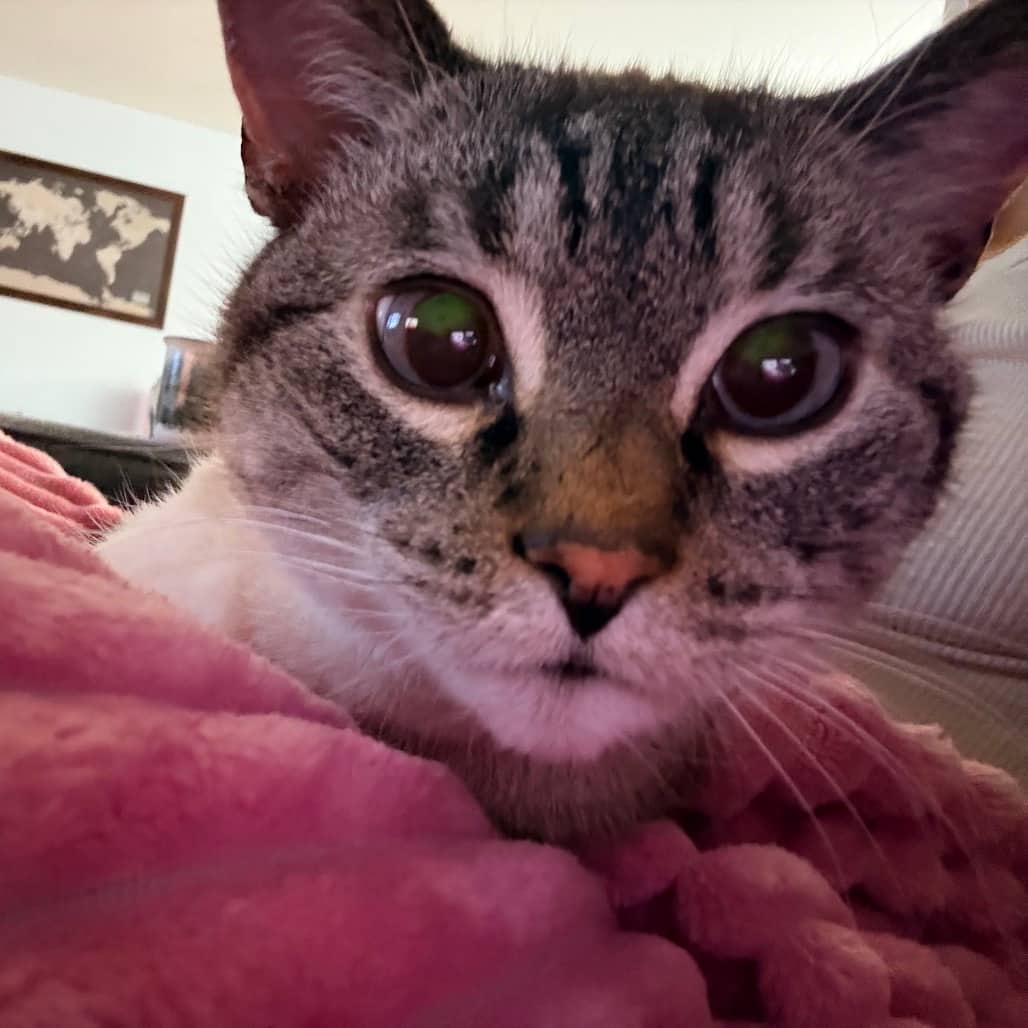 Billy - Siamese cat available for adoption at SCARS in Edmonton (1 of 6)