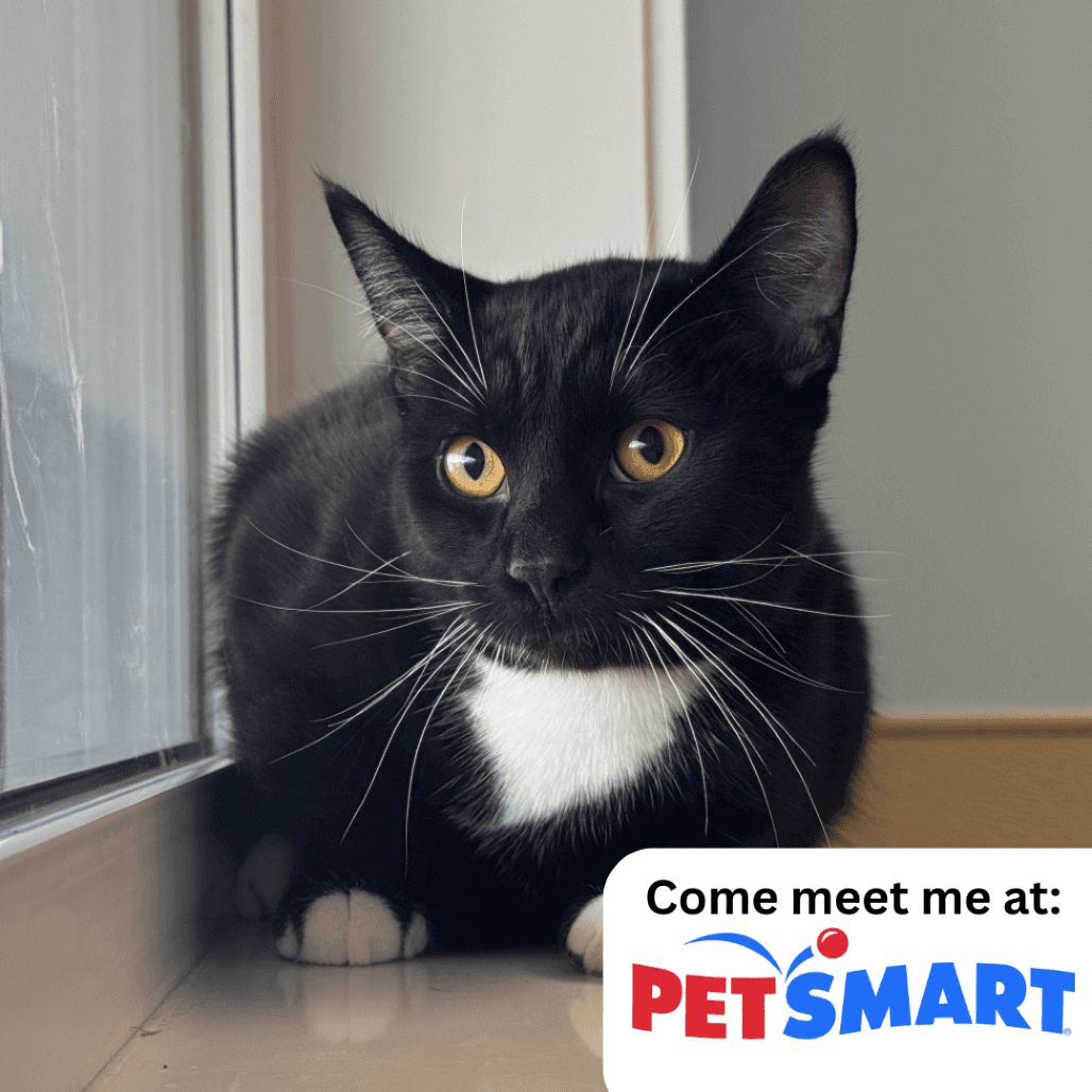 Cane - Domestic Shorthair available for adoption
