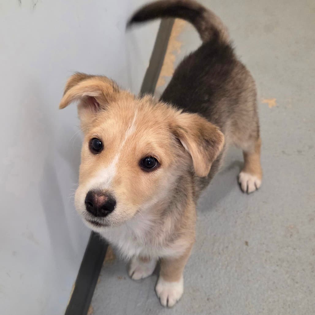 Willow - Husky available for adoption