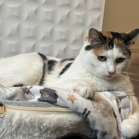Squiggley - Domestic Shorthair cat available for adoption in Alberta