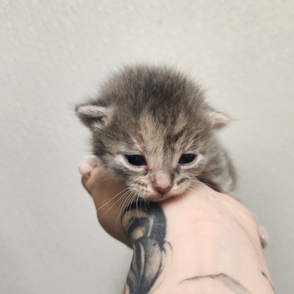 Swiss Roll - Domestic Shorthair cat available for adoption at Battlefords Humane Society in Saskatchewan