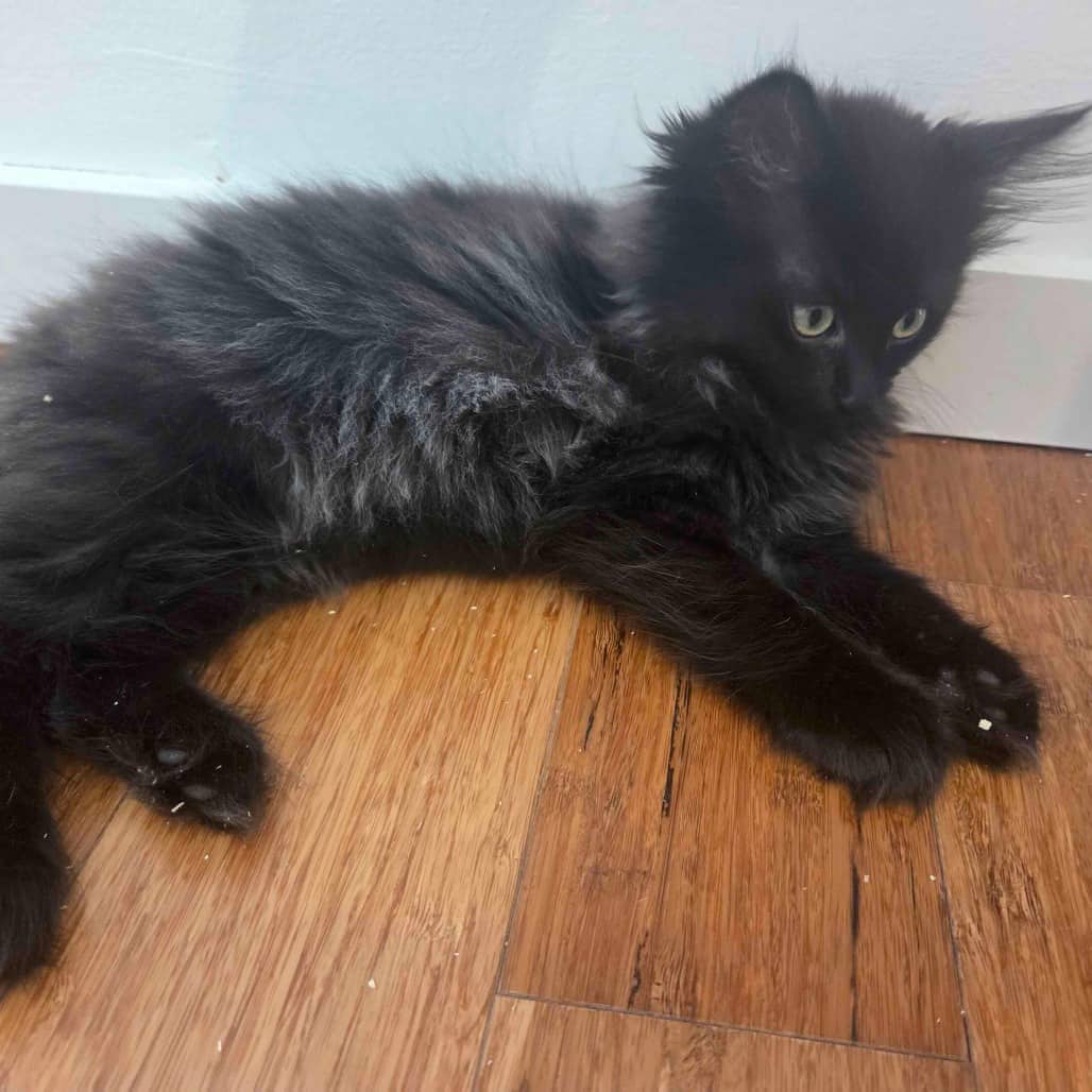 Aleppo - Domestic Longhair cat available for adoption at Vancouver Orphan Kitten Rescue Association in Vancouver