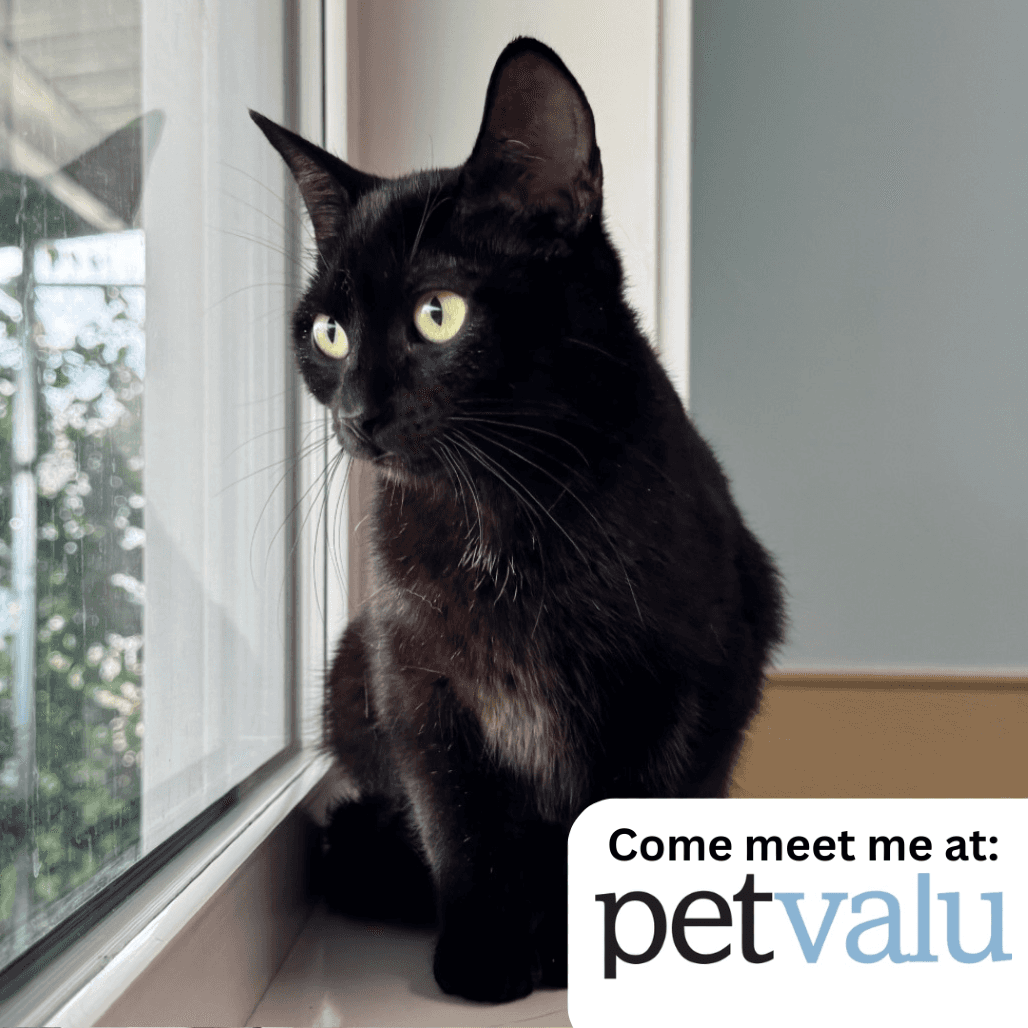 Rosetta - Domestic Shorthair available for adoption