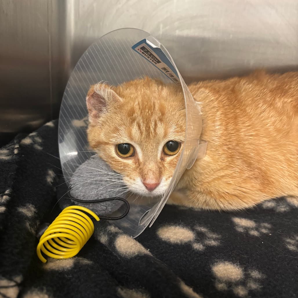 Sam - Domestic Shorthair cat available for adoption at Saskatoon SPCA in Saskatoon
