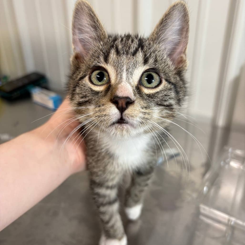 Aspen - Domestic Shorthair cat available for adoption at North East SPCA in Melfort