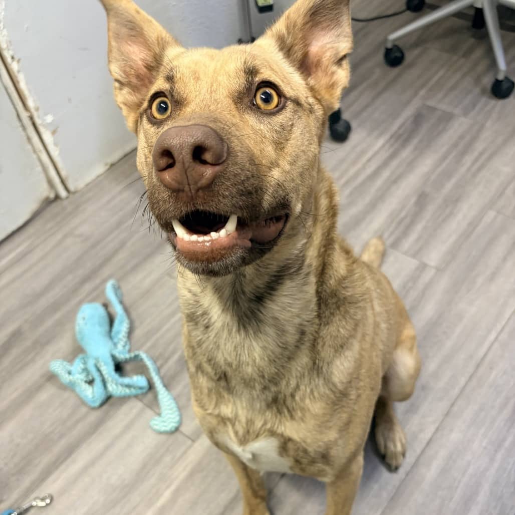 Prince (Ron) - Shepherd, Belgian Malinois / Terrier available for adoption in Saskatchewan
