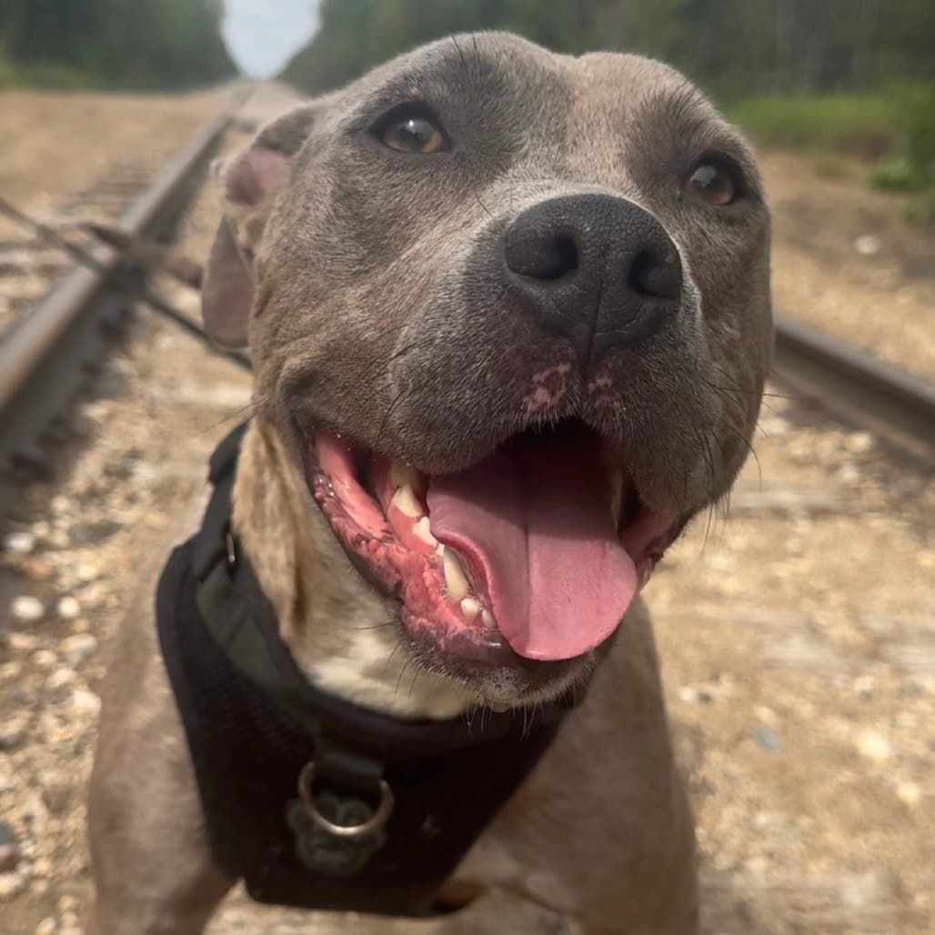 Thea - Mixed Breed (Medium) available for adoption