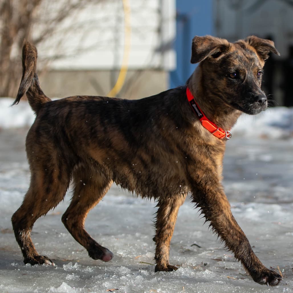 Eos - SHEPHERD/MIX available for adoption at SCARS in Calgary