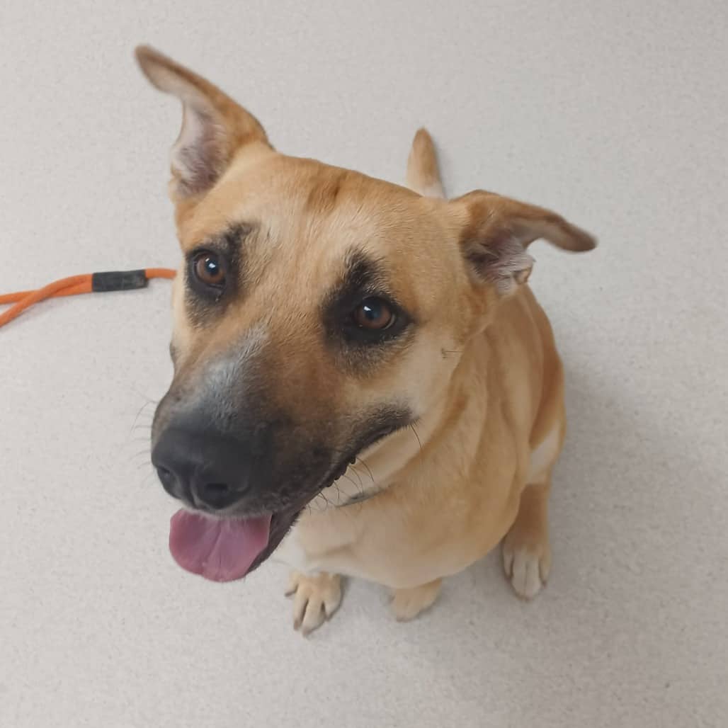 Mango - Terrier, American Staffordshire available for adoption in Saskatchewan