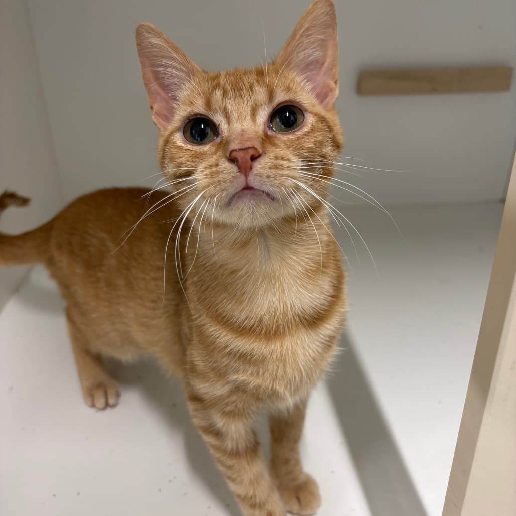 Timbit - Domestic Shorthair available for adoption