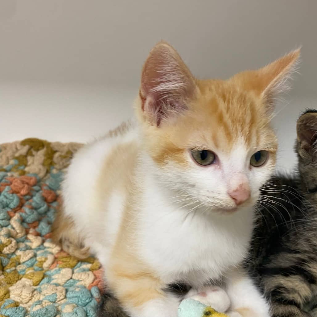Ford - Domestic Shorthair available for adoption