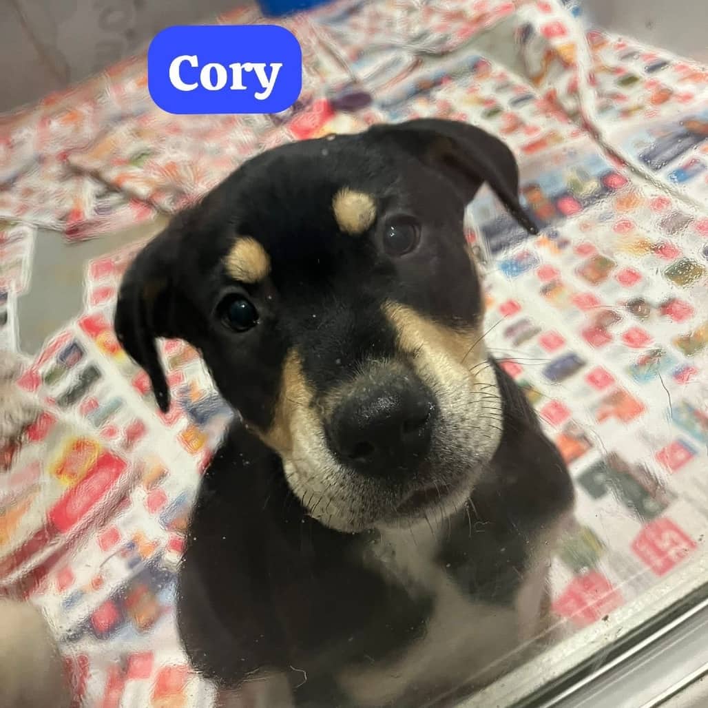 Cory - Shepherd available for adoption